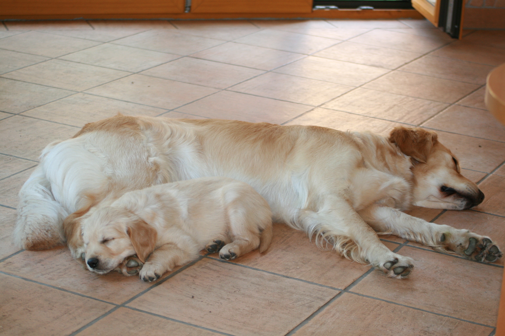 Golden Indian Summer´s Zucht Golden Retriever - 10062013 003