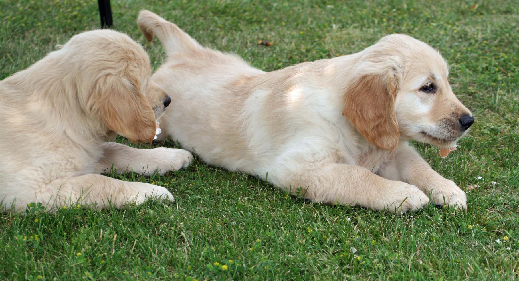 Golden Indian Summer´s Zucht Golden Retriever - 19062013 067 1