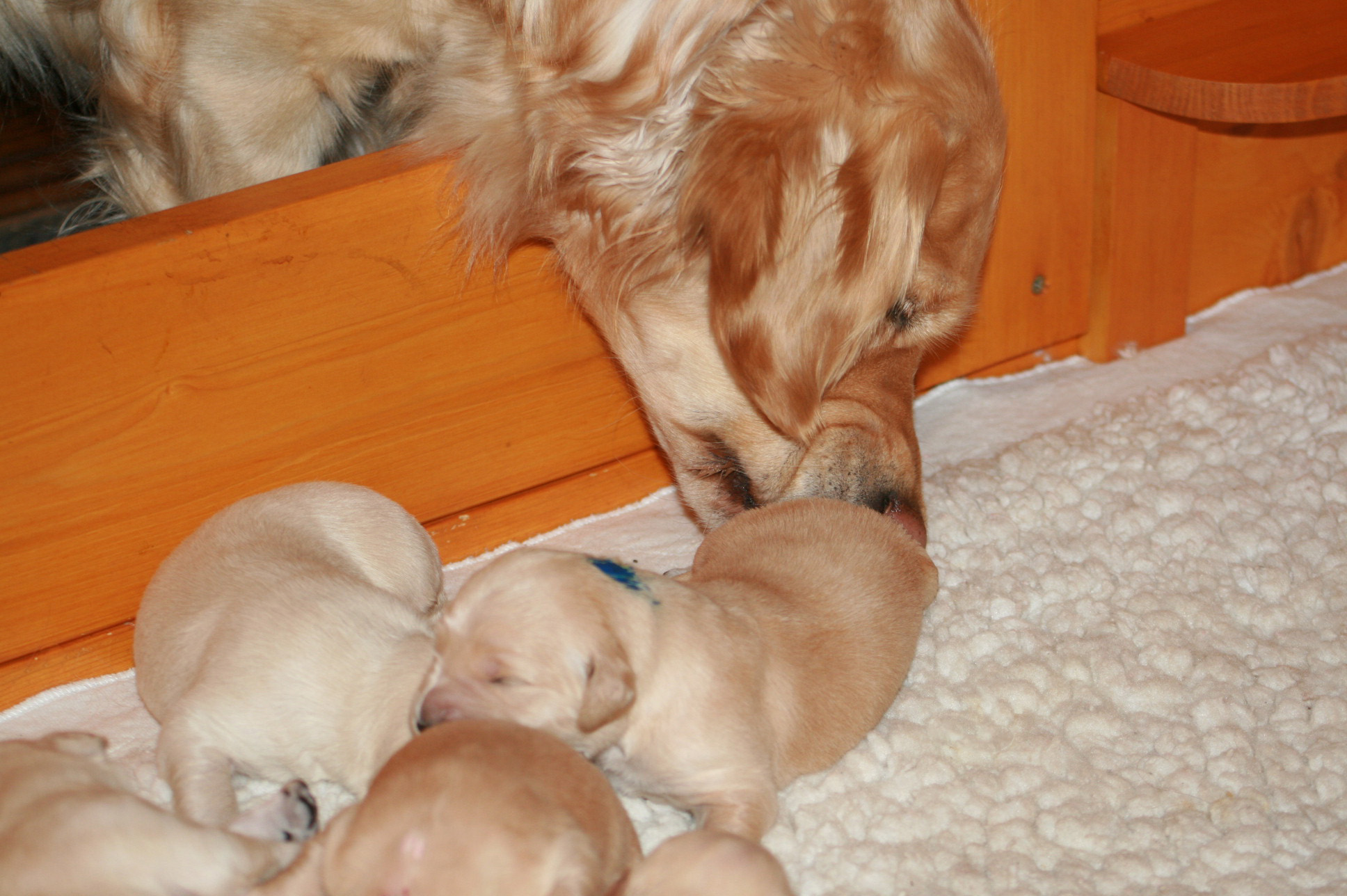 Oma Rosalie